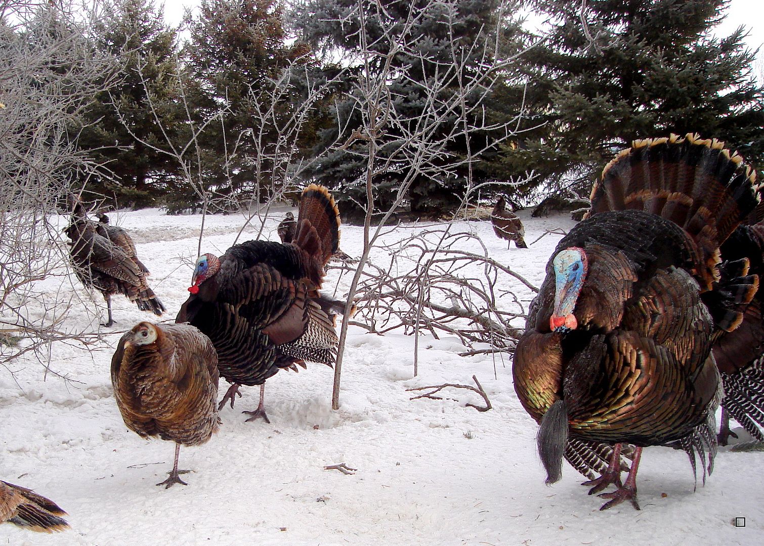 SW Minnesota Turkey trail cam pics 03072013 The Honey Hole